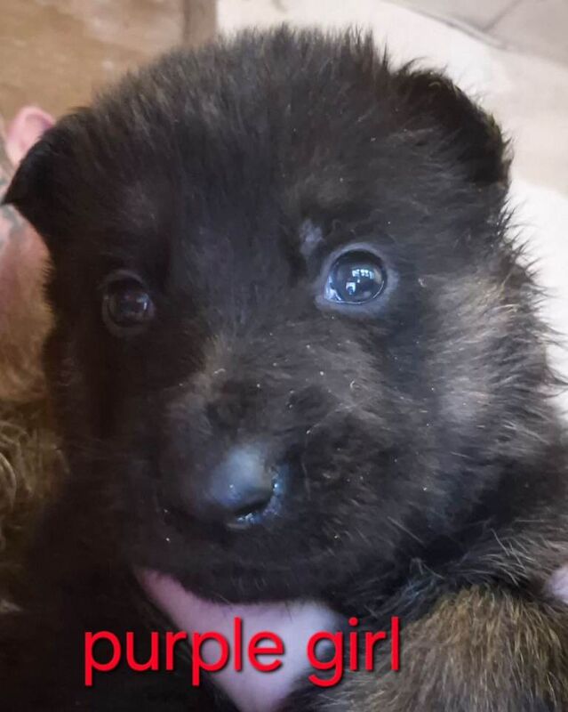 German Shepherd puppies for sale in Swansea / Abertawe, West Glamorgan – 4 weeks old
