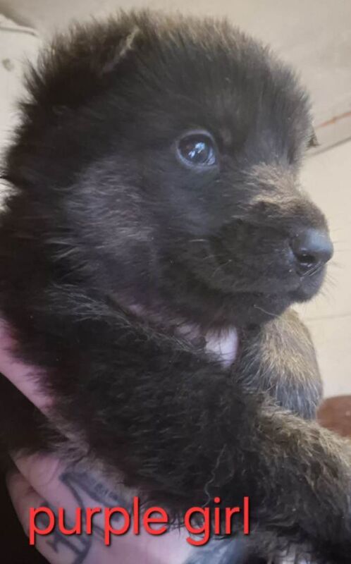 German Shepherd puppies for sale in Swansea / Abertawe, West Glamorgan – 4 weeks old - Image 2 of 5