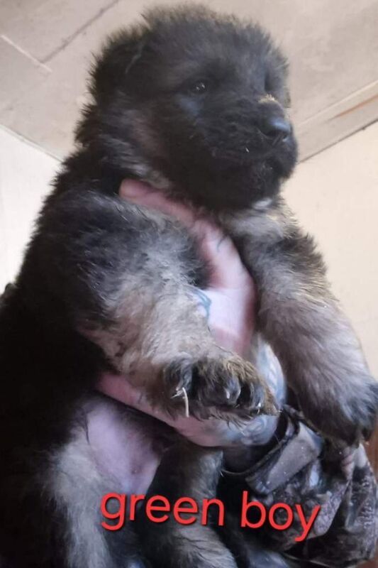 German Shepherd puppies for sale in Swansea / Abertawe, West Glamorgan – 4 weeks old - Image 4 of 5