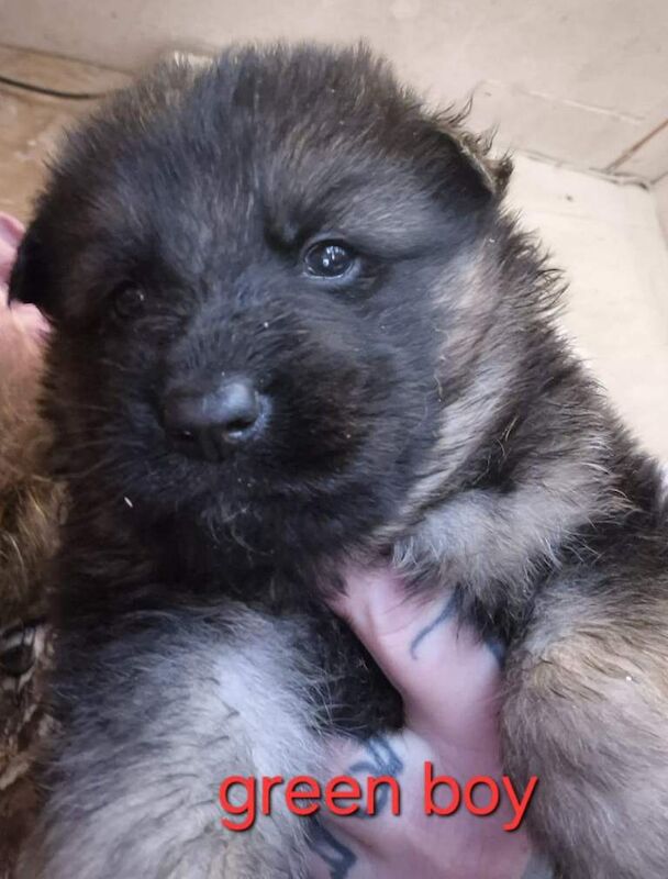 German Shepherd puppies for sale in Swansea / Abertawe, West Glamorgan – 4 weeks old - Image 5 of 5