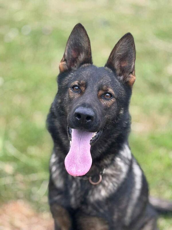 German Shepherd Puppies - Image 4 of 4