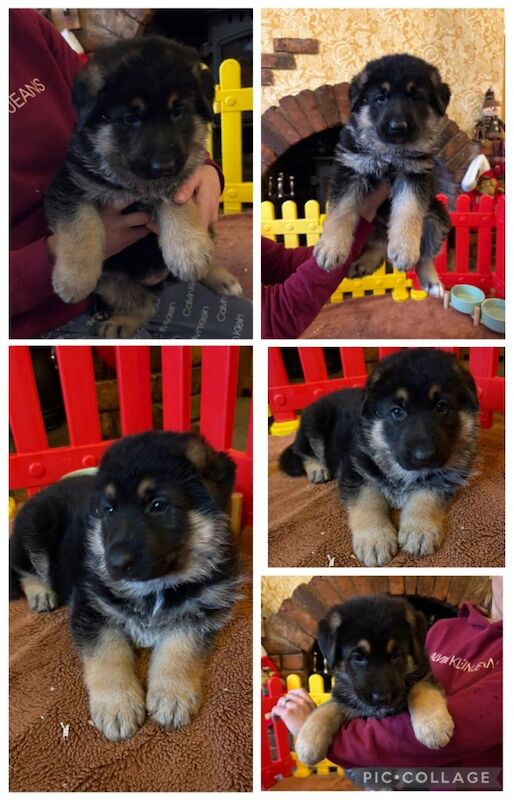 German Shepherd puppies for sale in Shaw, Greater Manchester – 6 weeks old
