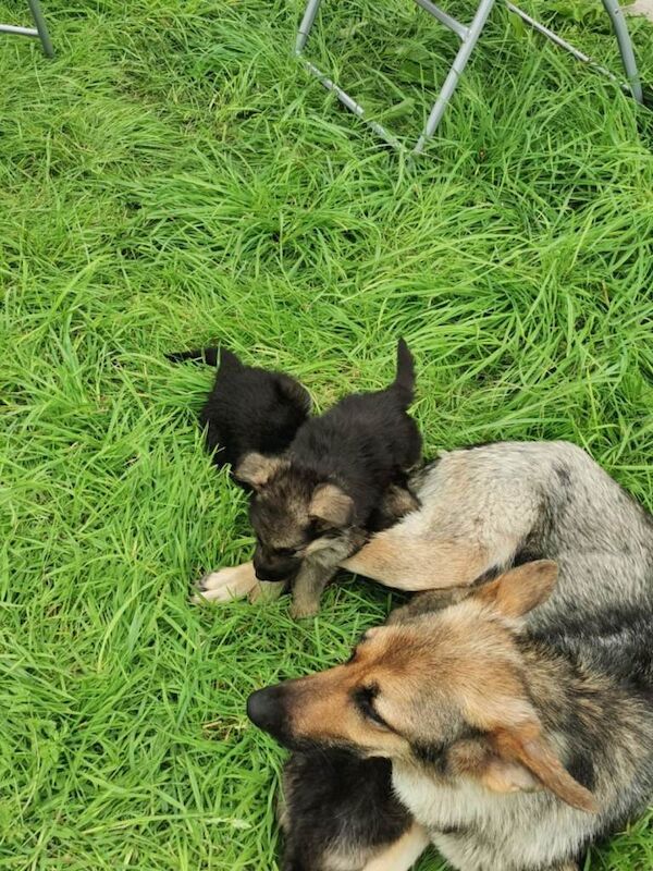 German Shepherd puppies for sale in Kilmarnock, Ayrshire and Arran – 9 weeks old