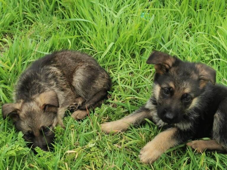 German Shepherd puppies - Image 2 of 3