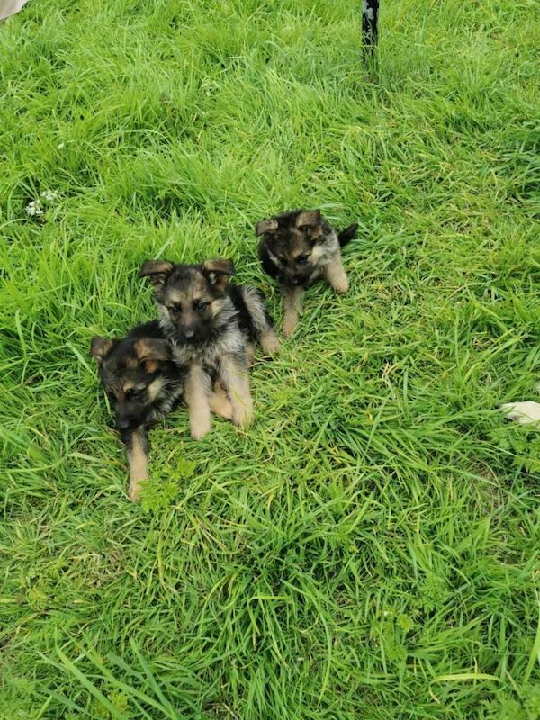 German Shepherd puppies - Image 3 of 3