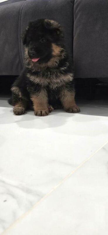 German Shepherd puppies for sale in Wolverhampton, West Midlands – KC registered, 6 weeks old