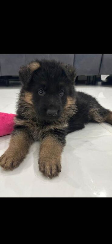 German Shepherd puppies for sale in Wolverhampton, West Midlands – KC registered, 6 weeks old - Image 2 of 4