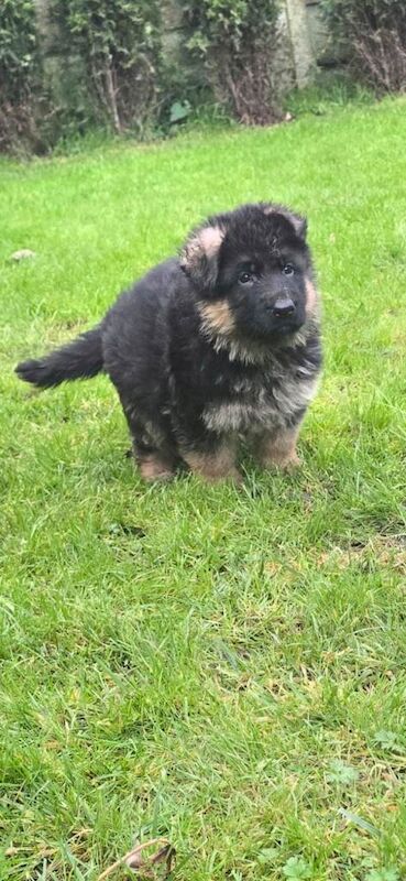 German Shepherd puppies for sale in Wolverhampton, West Midlands – KC registered, 6 weeks old - Image 3 of 4