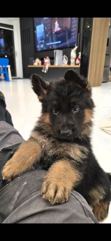 German Shepherd puppies for sale in Wolverhampton, West Midlands – KC registered, 6 weeks old - Image 4 of 4