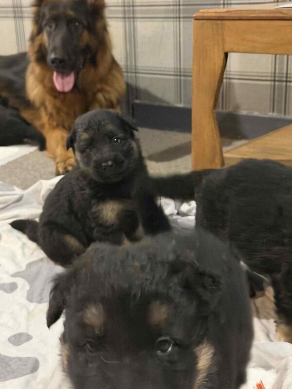German Shepherd puppies for sale in Dingwall, Ross and Cromarty – KC registered, 5 weeks old - Image 2 of 5