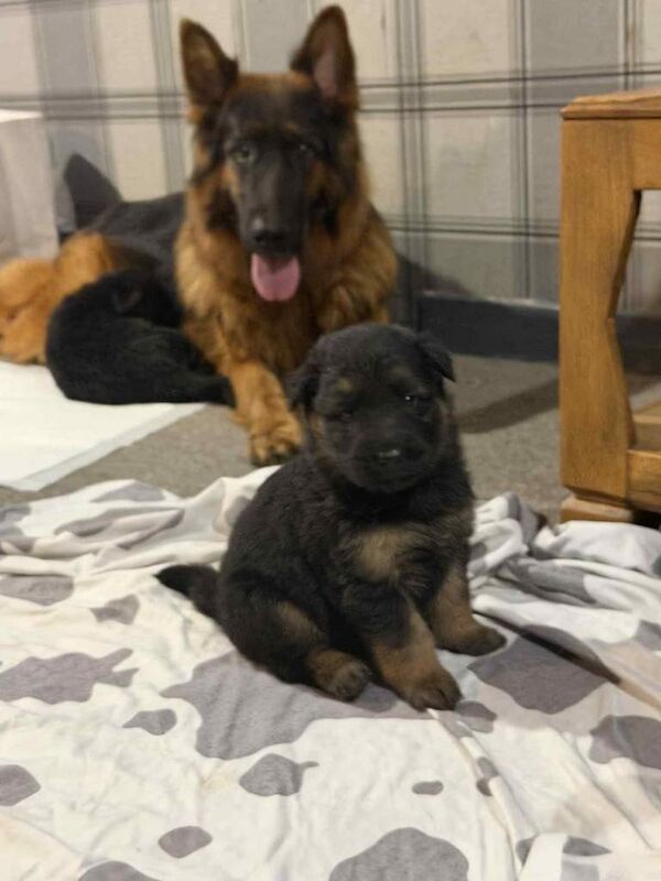 German Shepherd puppies for sale in Dingwall, Ross and Cromarty – KC registered, 5 weeks old - Image 3 of 5