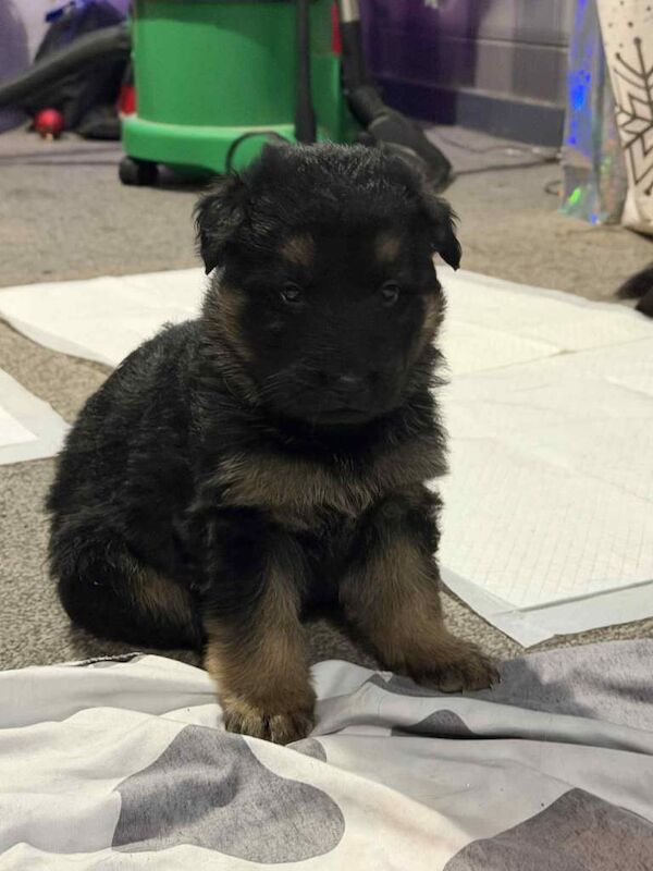 German Shepherd puppies for sale in Dingwall, Ross and Cromarty – KC registered, 5 weeks old - Image 4 of 5