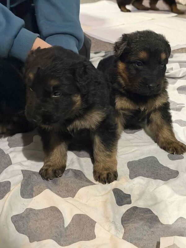 German Shepherd puppies for sale in Dingwall, Ross and Cromarty – KC registered, 5 weeks old - Image 5 of 5