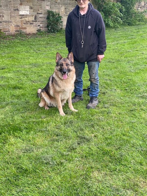 German Shepherd puppies for sale in Bradford, West Yorkshire – 8 weeks old