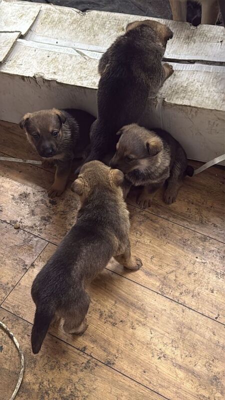 German Shepherd puppies for sale in Bradford, West Yorkshire – 8 weeks old - Image 2 of 3