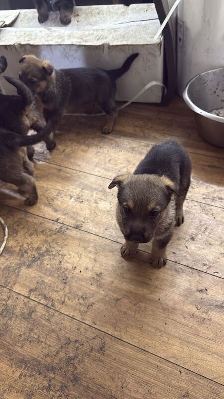 German Shepherd puppies for sale in Bradford, West Yorkshire – 8 weeks old - Image 3 of 3