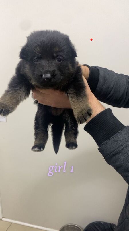 German Shepherd puppies for sale in Allerton, West Yorkshire – 11 months old