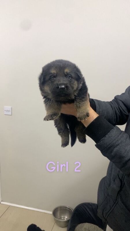 German Shepherd puppies for sale in Allerton, West Yorkshire – 11 months old - Image 2 of 4
