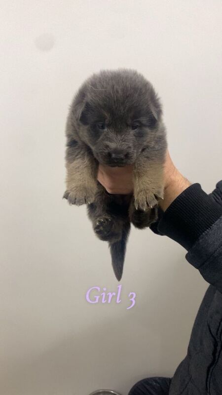 German Shepherd puppies for sale in Allerton, West Yorkshire – 11 months old - Image 3 of 4
