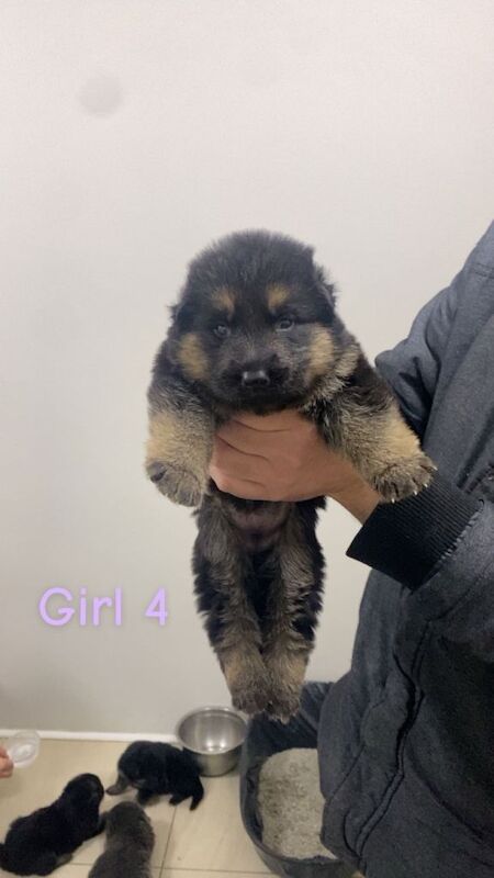 German Shepherd puppies for sale in Allerton, West Yorkshire – 11 months old - Image 4 of 4