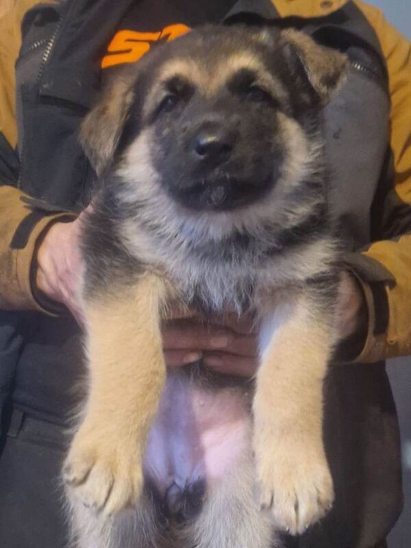 German Shepherd puppies for sale in Bacup, Lancashire – 9 weeks old