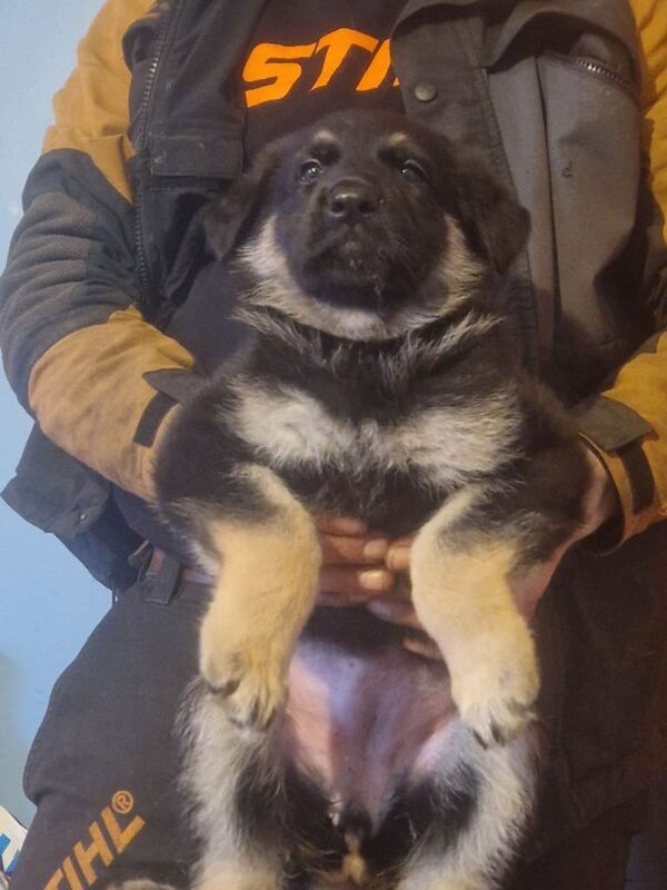 German Shepherd puppies for sale in Bacup, Lancashire – 7 weeks old - Image 2 of 3