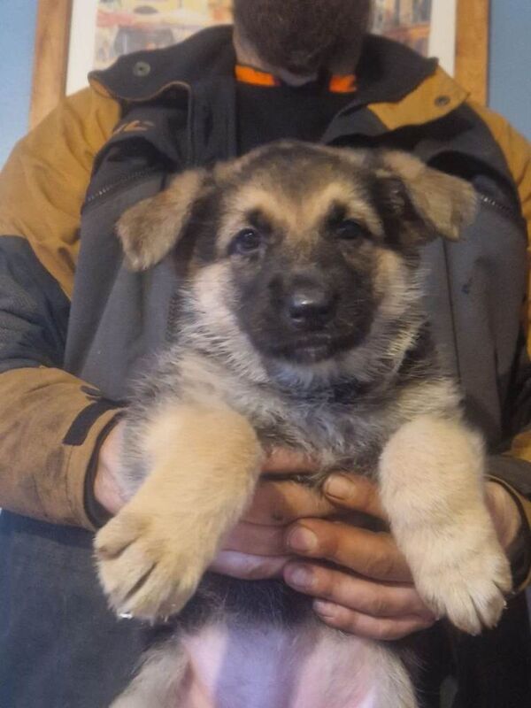 German Shepherd puppies for sale in Bacup, Lancashire – 7 weeks old - Image 3 of 3