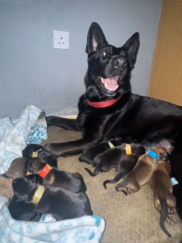 German Shepherd puppies for sale in Sheffield, South Yorkshire – 5 weeks old