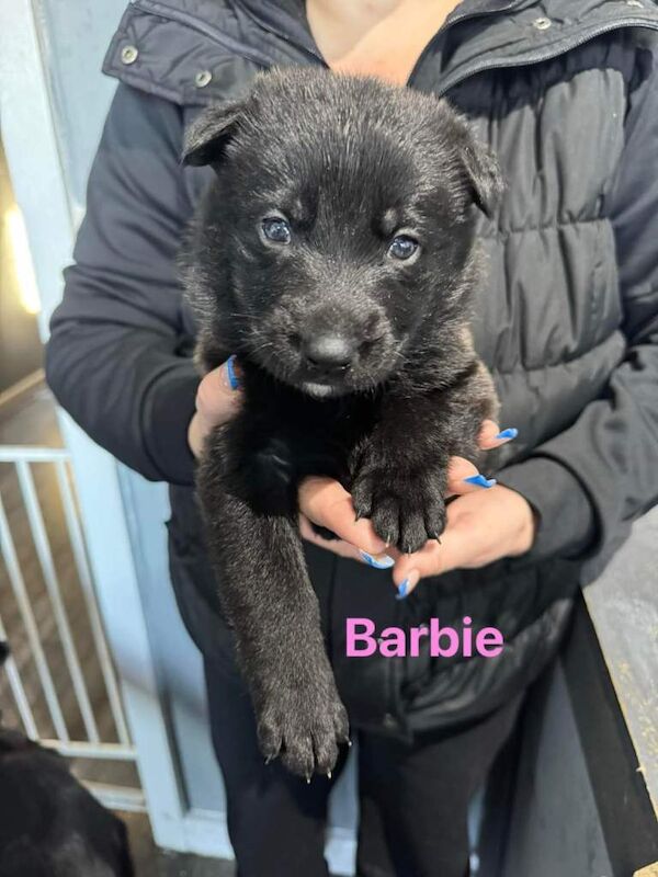 German Shepherd puppies for sale in Sheffield, South Yorkshire – 5 weeks old - Image 2 of 4