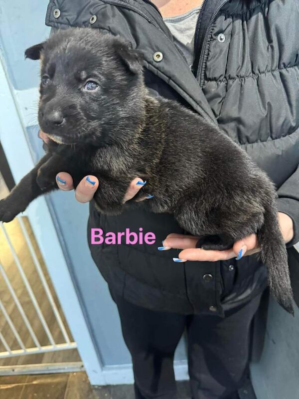 German Shepherd puppies for sale in Sheffield, South Yorkshire – 5 weeks old - Image 3 of 4