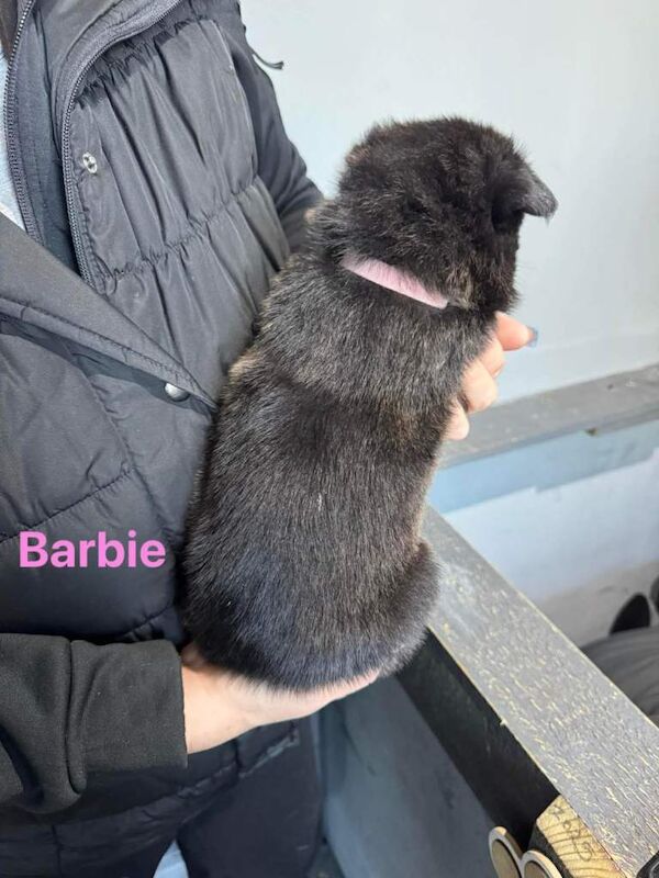 German Shepherd puppies for sale in Sheffield, South Yorkshire – 5 weeks old - Image 4 of 4