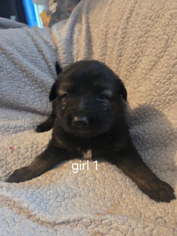 German Shepherd puppies for sale in Minster, Kent – 3 weeks old