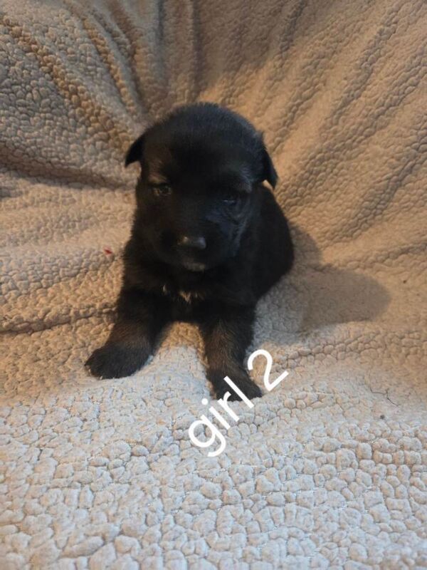 German Shepherd puppies for sale in Minster, Kent – 3 weeks old - Image 2 of 5