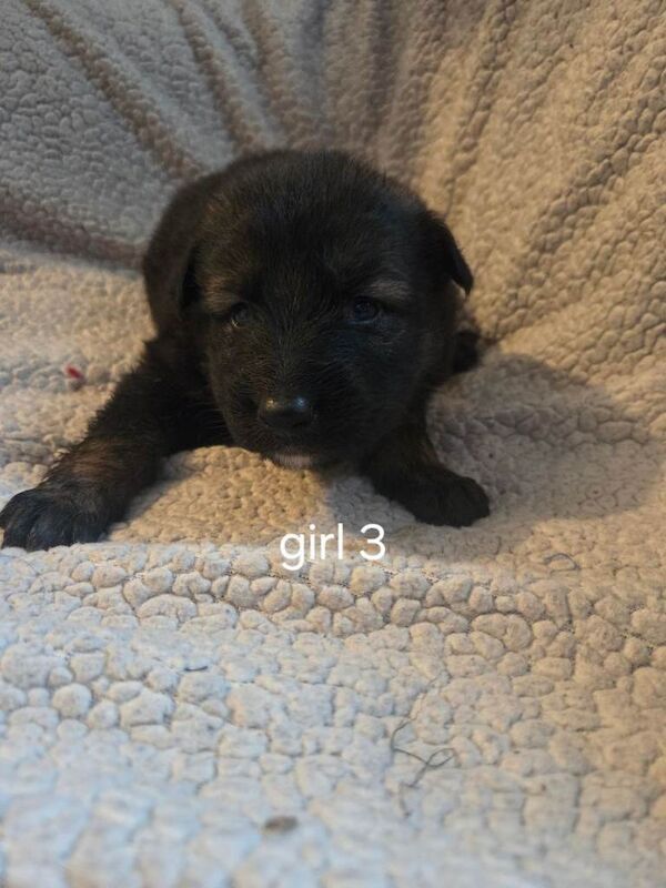 German Shepherd puppies for sale in Minster, Kent – 3 weeks old - Image 3 of 5