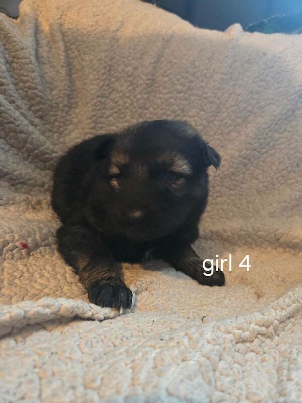 German Shepherd puppies for sale in Minster, Kent – 3 weeks old - Image 4 of 5