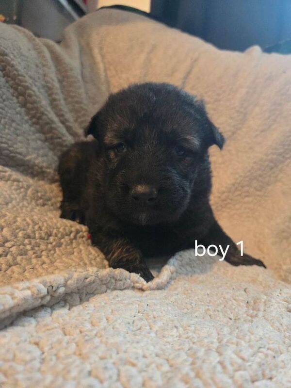 German Shepherd puppies for sale in Minster, Kent – 3 weeks old - Image 5 of 5