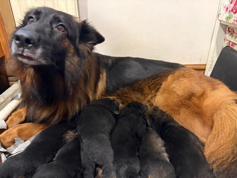 German Shepherd Puppies For Sale
