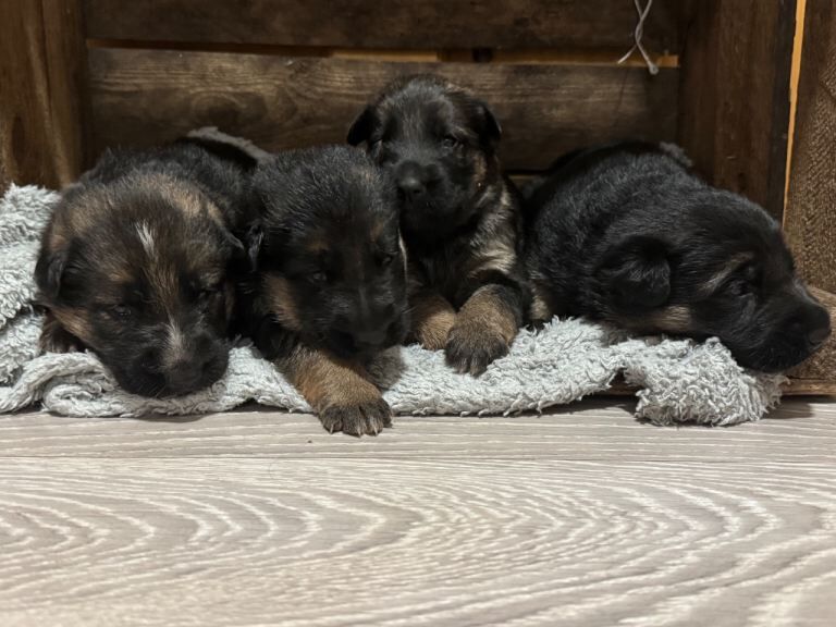 German Shepherd puppies for sale in Tadley, Hampshire – 3 weeks old - Image 2 of 4