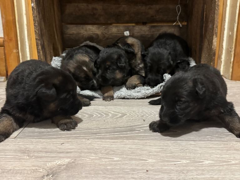 German Shepherd puppies for sale in Tadley, Hampshire – 3 weeks old - Image 3 of 4