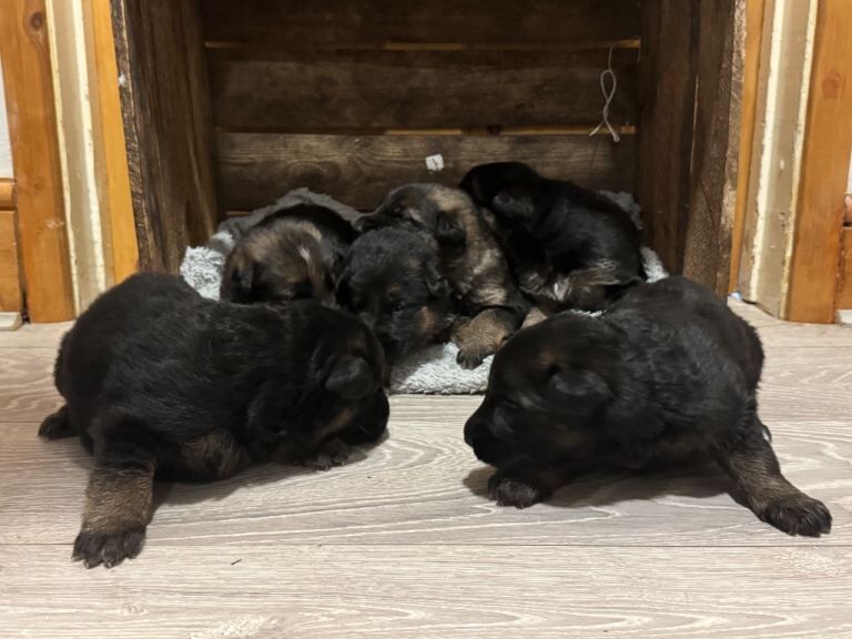 German Shepherd puppies for sale in Tadley, Hampshire – 3 weeks old - Image 4 of 4