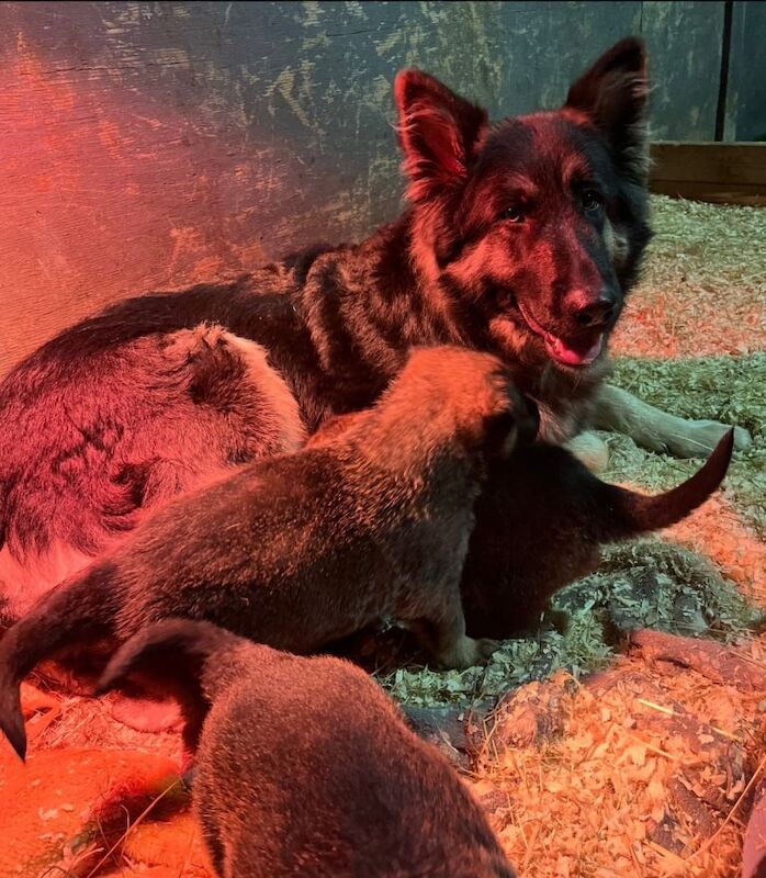 German Shepherd puppies for sale in Kidderminster, Worcestershire – 8 weeks old