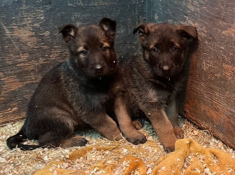 German Shepherd puppies for sale in Kidderminster, Worcestershire – 8 weeks old - Image 2 of 4