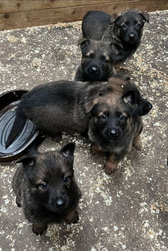 German Shepherd puppies for sale in Kidderminster, Worcestershire – 8 weeks old - Image 3 of 4