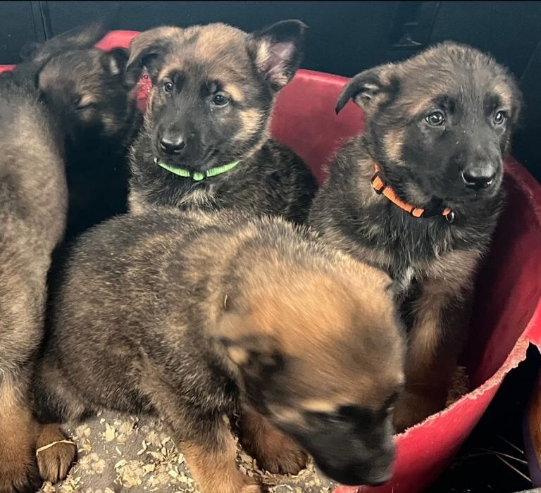 German Shepherd puppies for sale in Kidderminster, Worcestershire – 8 weeks old - Image 4 of 4