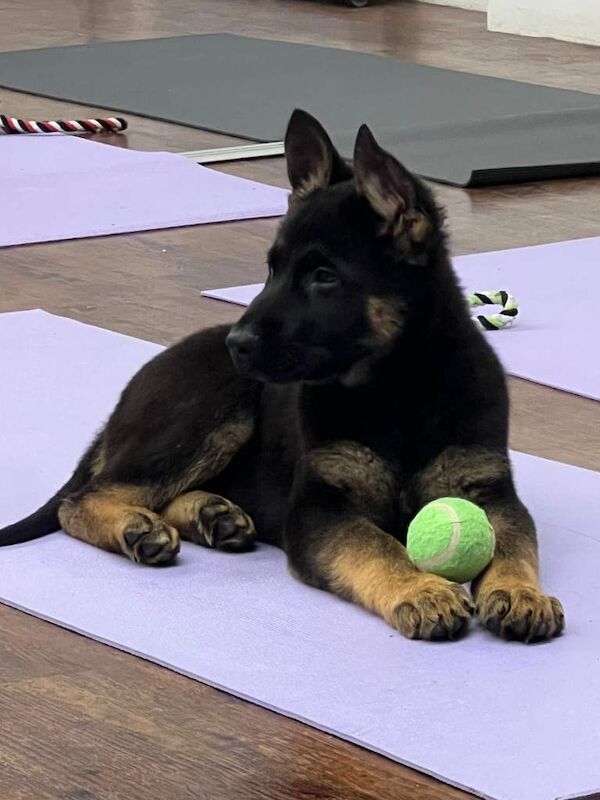 German Shepherd puppies for sale in East Ham, London – 11 weeks old