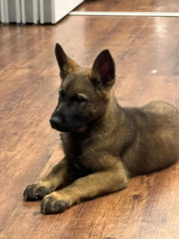 German Shepherd puppies for sale in East Ham, London – 11 weeks old - Image 2 of 3