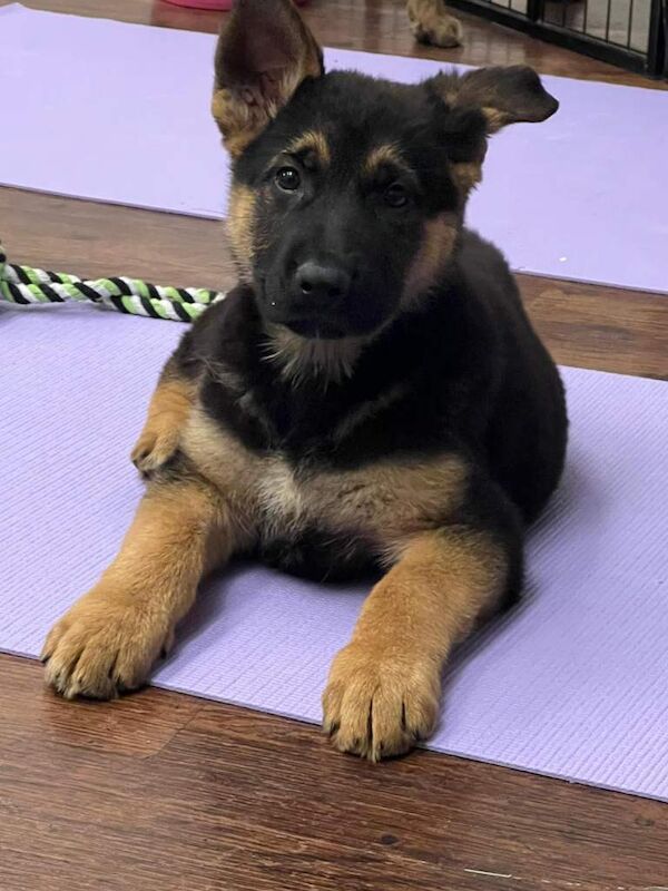 German Shepherd puppies for sale in East Ham, London – 11 weeks old - Image 3 of 3