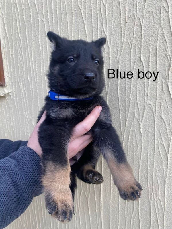 German Shepherd puppies for sale in Derby, Derbyshire – 6 weeks old