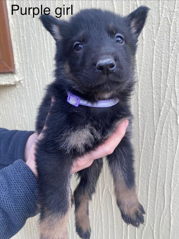 German Shepherd puppies for sale in Derby, Derbyshire – 8 weeks old - Image 2 of 6