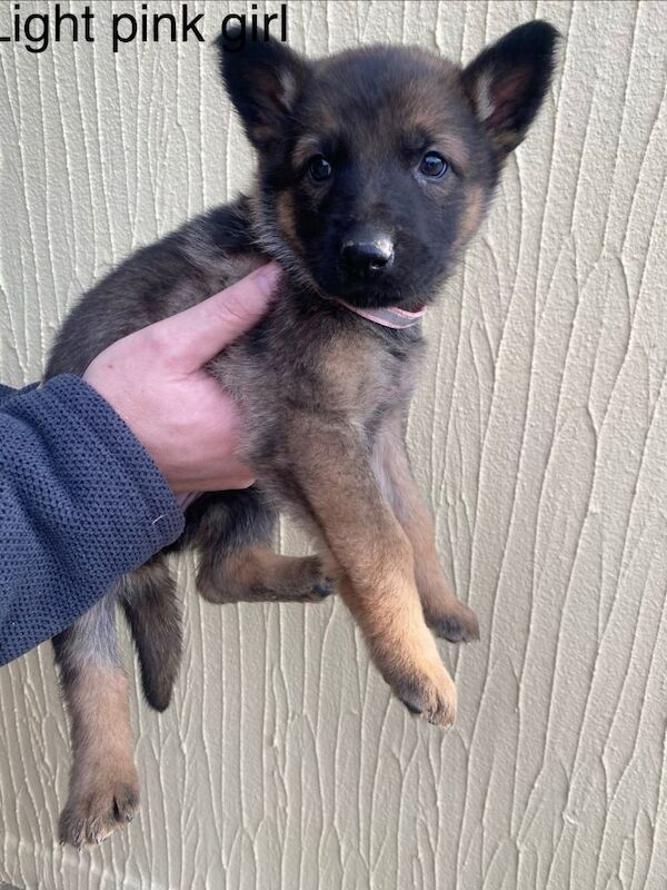 German Shepherd puppies for sale in Derby, Derbyshire – 8 weeks old - Image 3 of 6